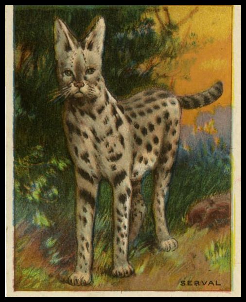 66 Serval